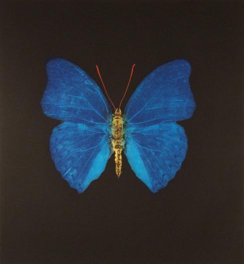 Damien Hirst:The Souls on Jacob's Ladder Take Their Flight (Large Blue Gold Red Butterfly)
