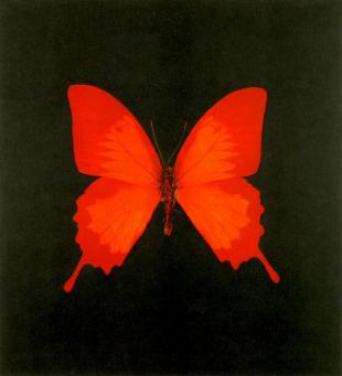 Damien Hirst:The Souls on Jacob's Ladder Take Their Flight (Large Red) 
