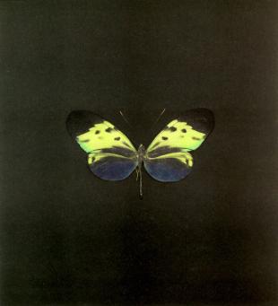 Damien Hirst:The Souls on Jacob's Ladder Take Their Flight (Small Green) 
