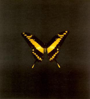 Damien Hirst:The Souls on Jacob's Ladder Take Their Flight (Small Yellow/Black)