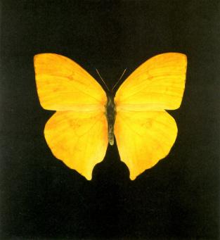 Damien Hirst:The Souls on Jacob's Ladder Take Their Flight (Large Yellow) 
