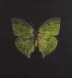 Damien Hirst:The Souls on Jacob's Ladder Take Their Flight (Large Green Butterfly) 