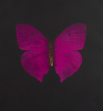 Damien Hirst:The Souls on Jacob's Ladder Take Their Flight (Large Purple Butterfly)