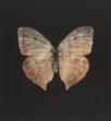 Damien Hirst:The Souls on Jacob's Ladder Take Their Flight (Grey Butterfly)