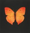 Damien Hirst:The Souls on Jacob's Ladder Take Their Flight (Large Orange Butterfly) 